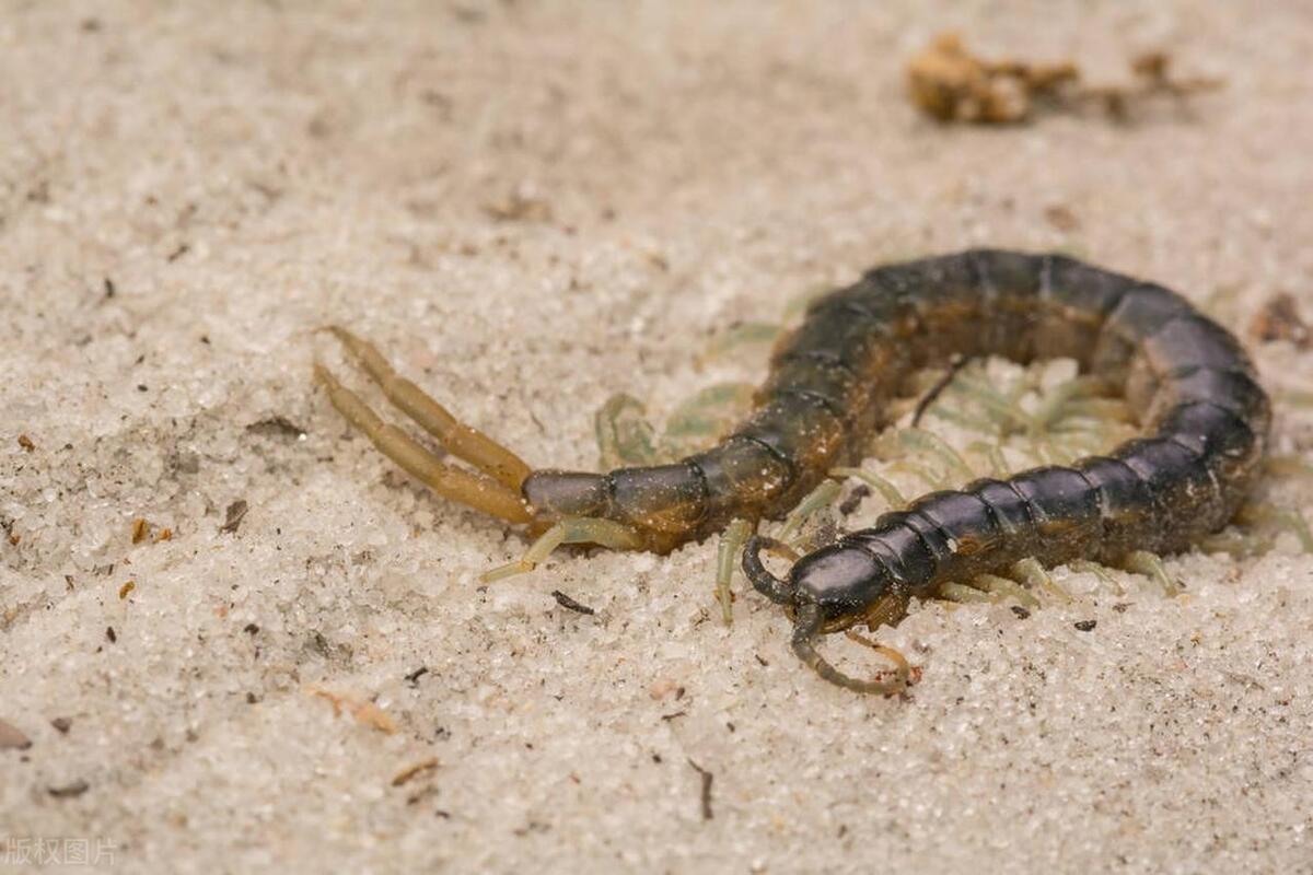 蜈蚣出现在房间里是怎么回事呢,家里有小蜈蚣说明有大蜈蚣吗