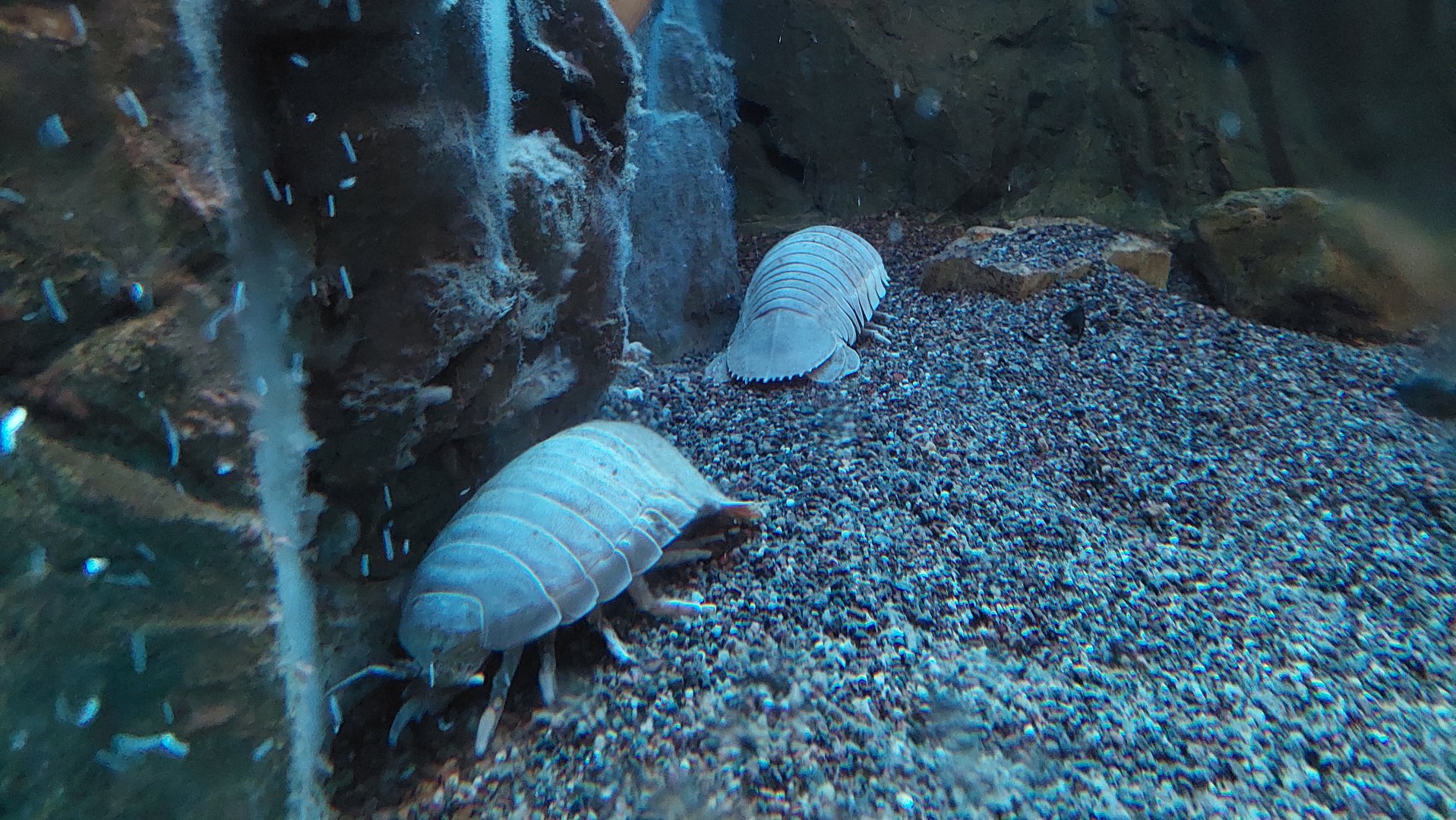 深海巨物捕食鲨鱼看着就害怕,能捕食鲨鱼的深海巨虫