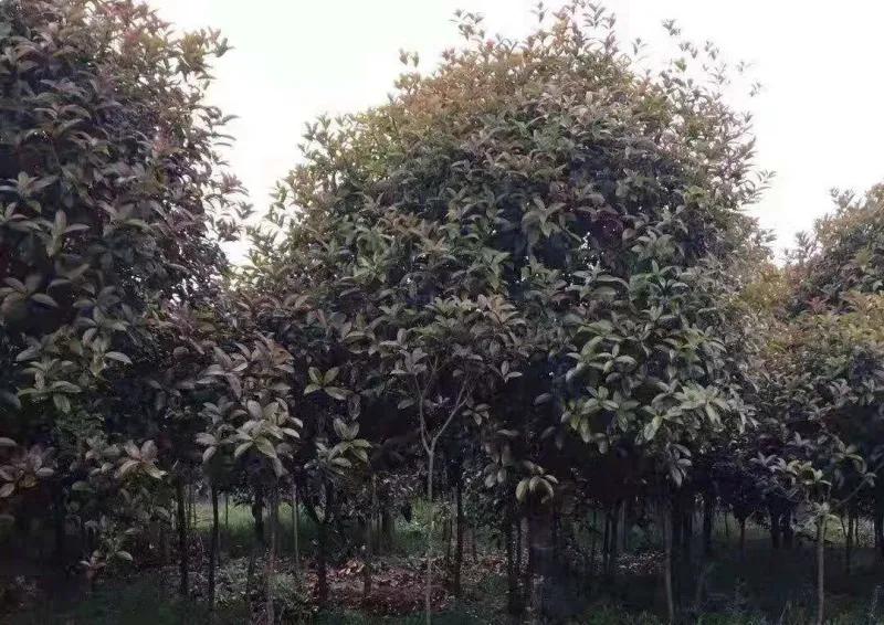 最近苗木行情走势,最近几年最新品种的苗木价格