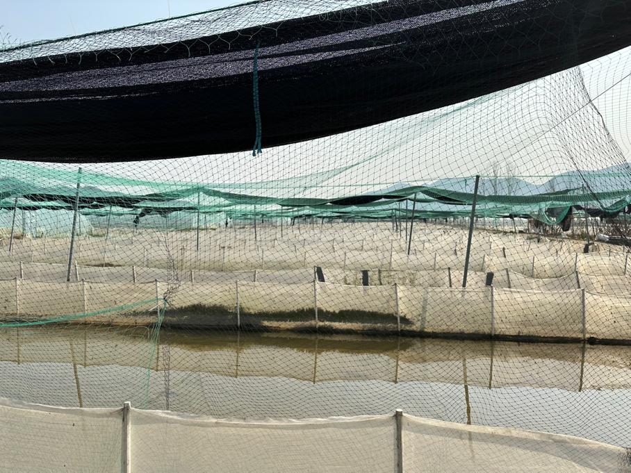 蛙声一片念出致富经