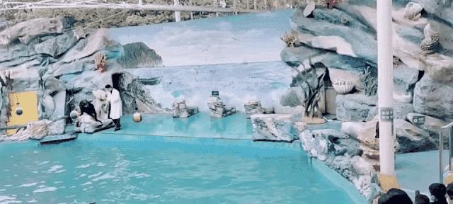 上海野生动物园建议周六周天去吗,上海野生动物园通玩一日游攻略