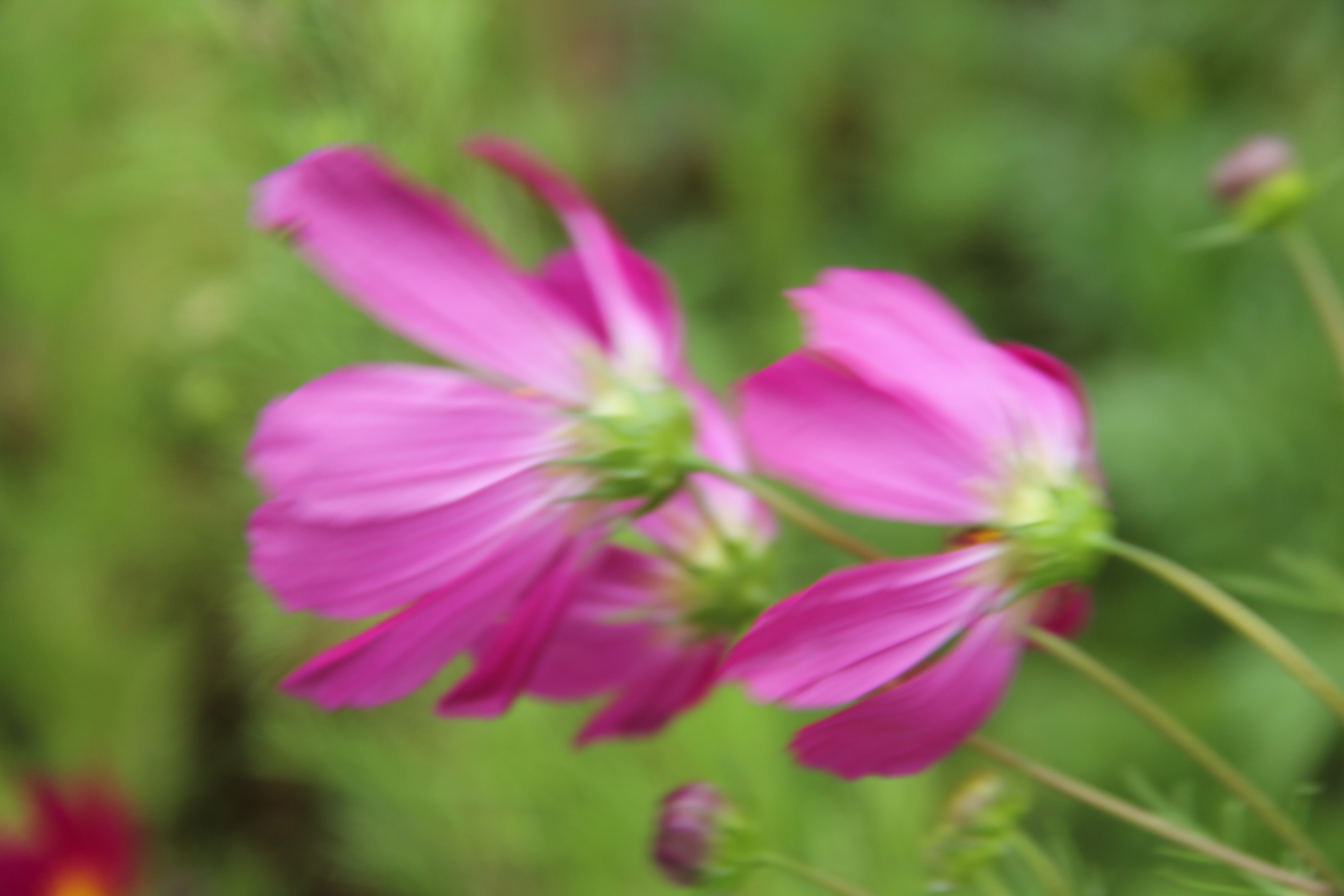 巴山夜雨古诗朗诵,巴山夜雨李商隐古诗朗读