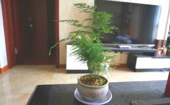 吸甲醛超强的十五种植物,新房如何种植去甲醛植物