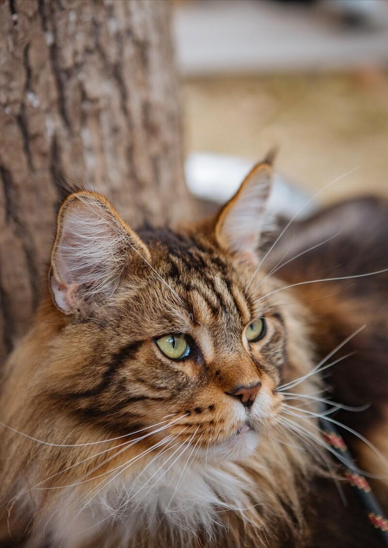 哪种猫最通人性好看又好养,猫界中最通人性的几种猫你养了吗