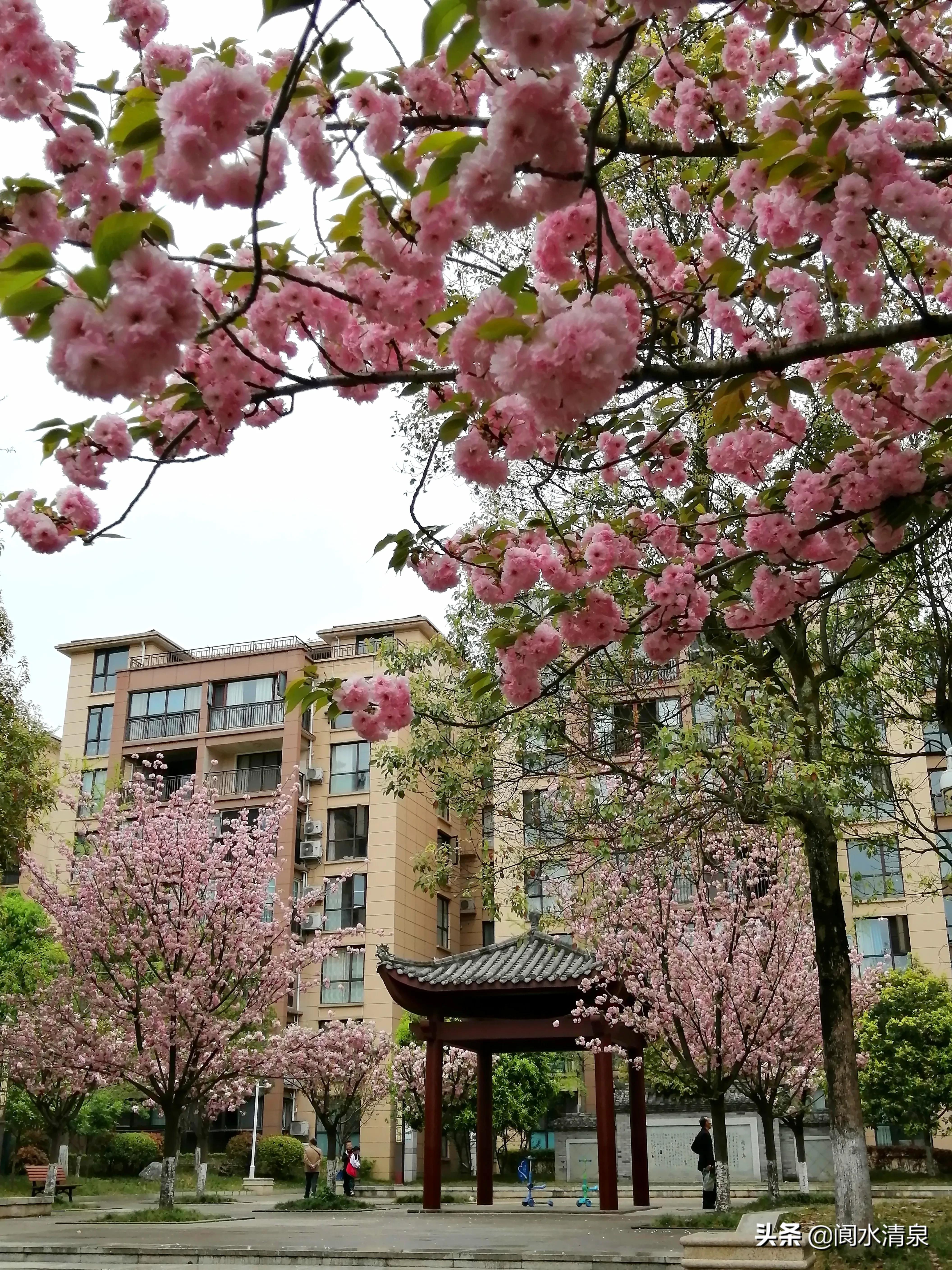 举目望樱花，一朵一朵笑语盈盈腾云来