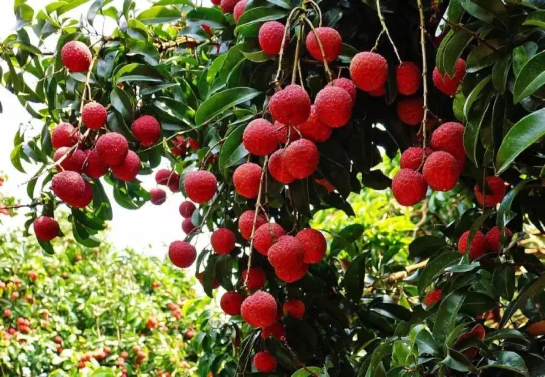 广州摘荔枝一日游最佳路线,从化自驾游荔枝采摘园