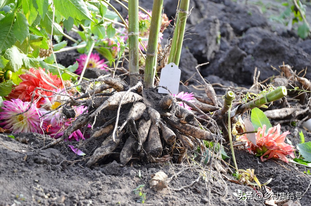 美国夏日梦幻农场：以大丽花为主题的鲜花园艺农场，如梦如画！