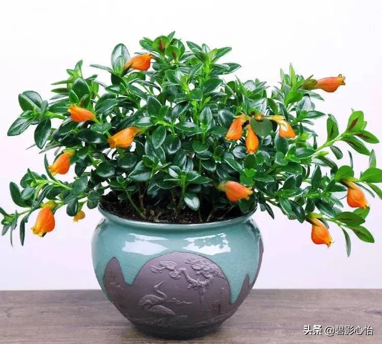 金鱼吊兰小金鱼,金鱼吊兰的生活习性和养护方法