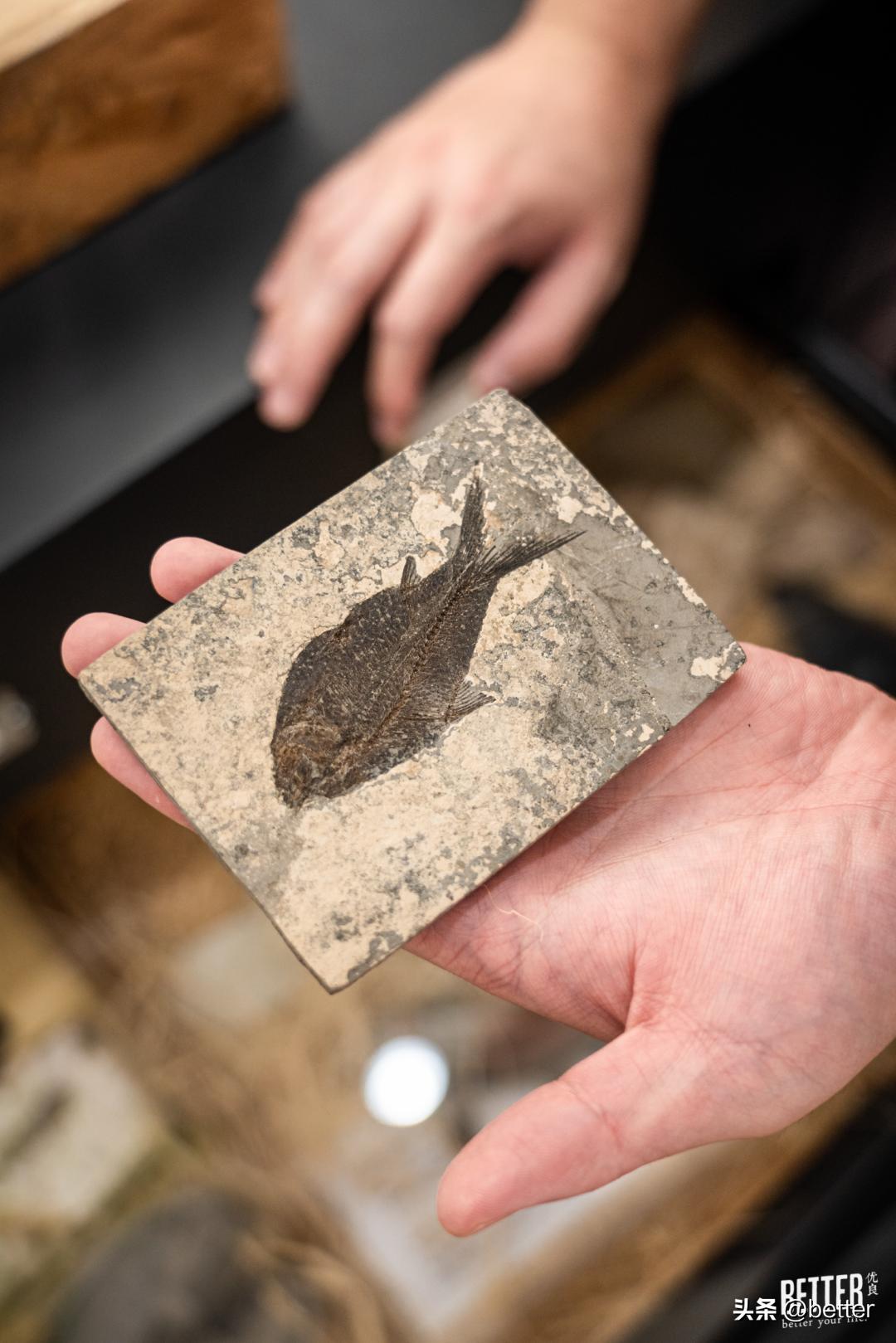 我在这家化石手作店，体验了一把「赌石」的快乐