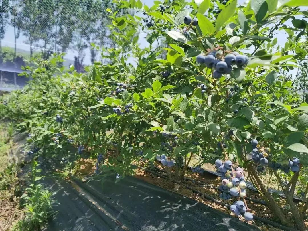 超甜预警！夏日采摘季！快来汉中实现水果自由~