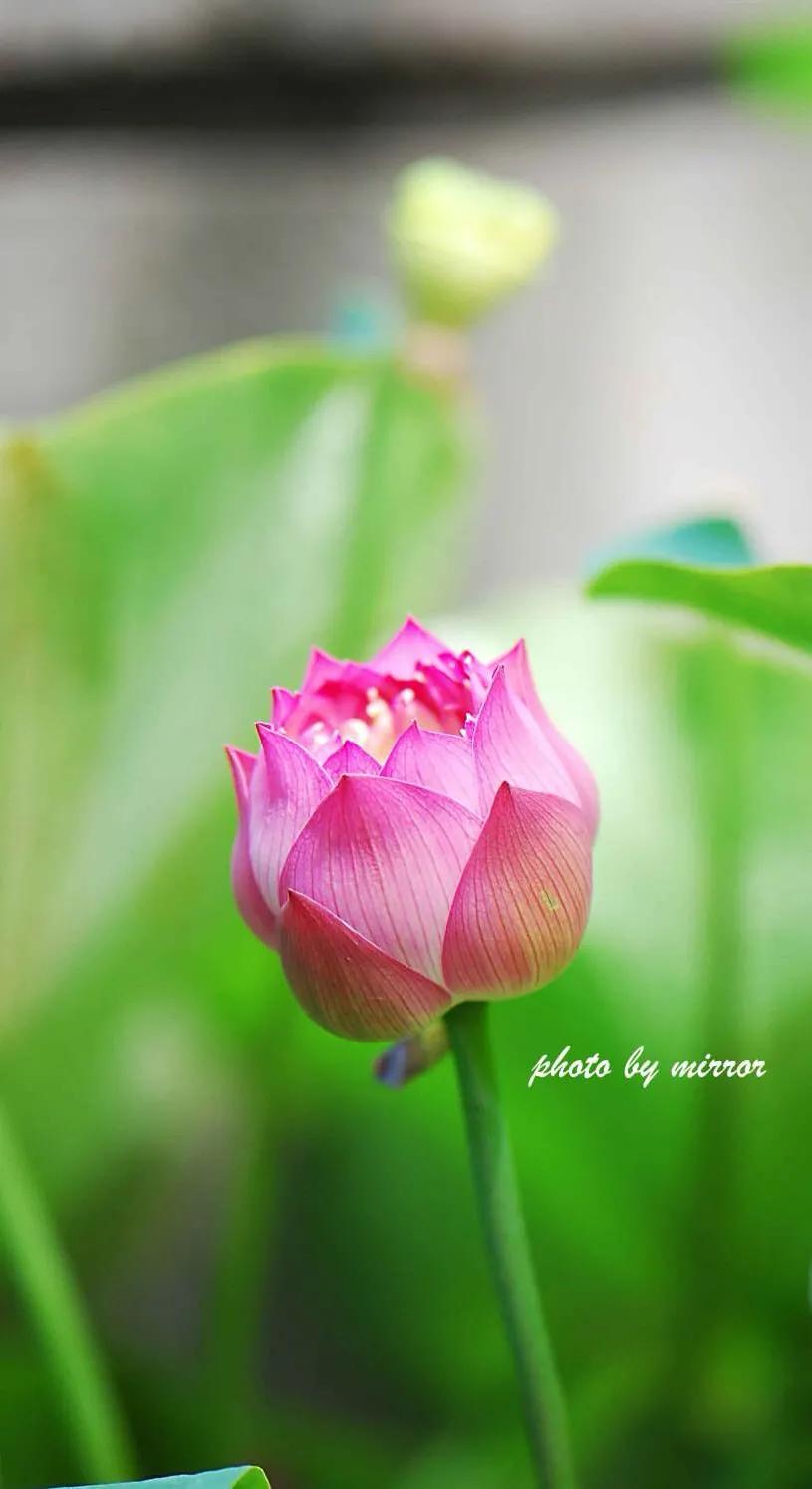 漂亮美丽的荷花壁纸,雨中荷花壁纸荣盛城