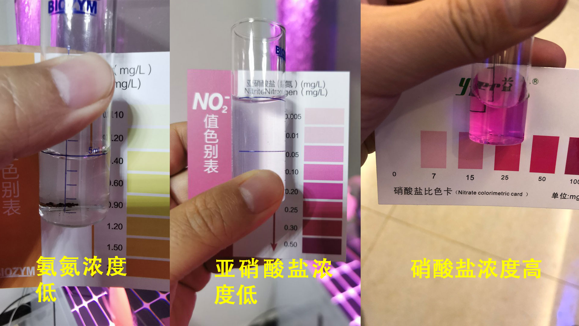 鱼缸硝化系统崩溃是什么原因,新鱼缸最快建立硝化系统时间