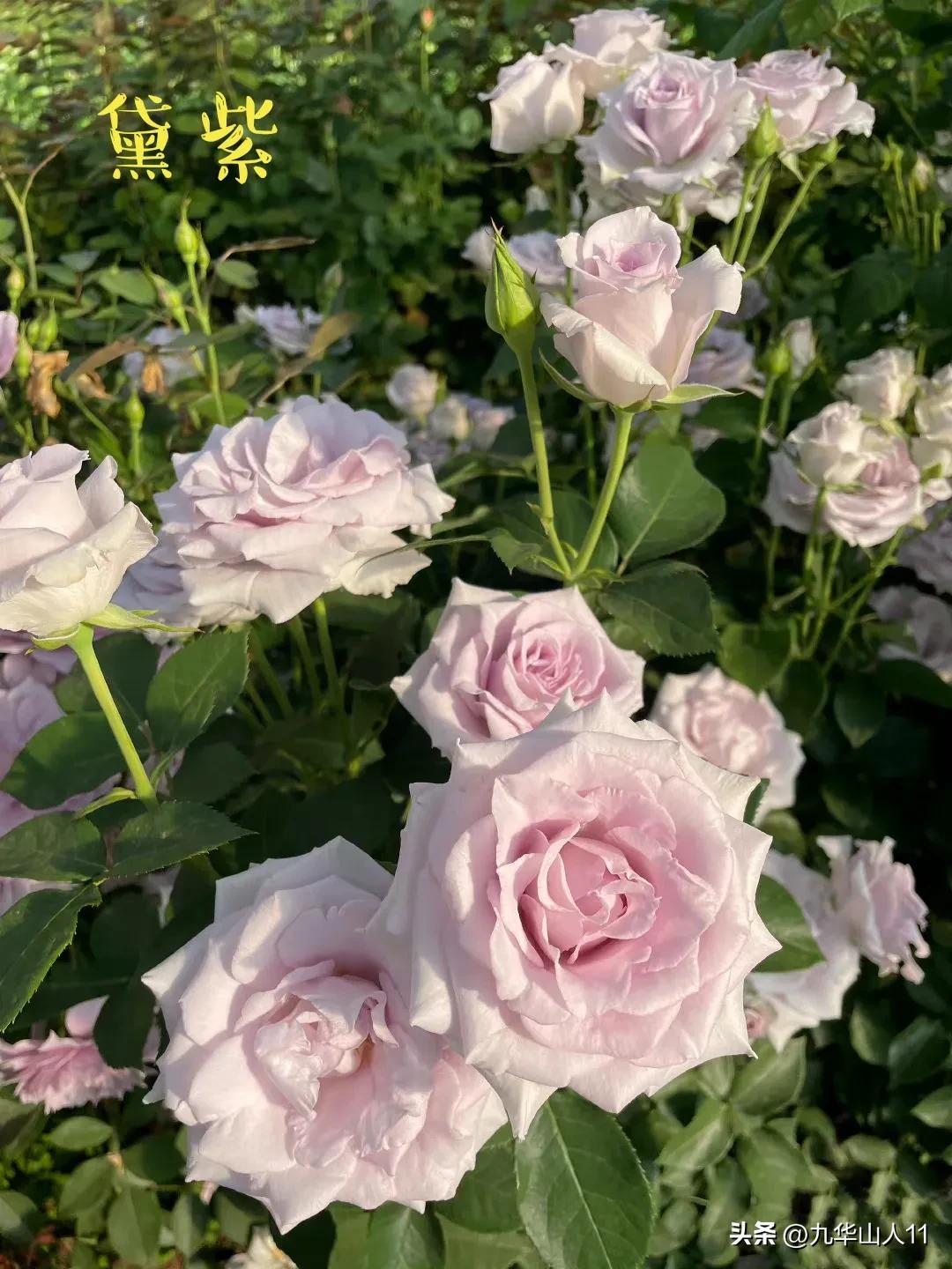 天狼月季新品预售,天狼月季官方旗舰店烛光月季