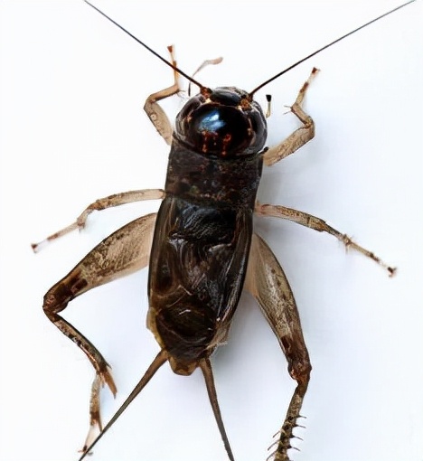 要怎样养蛐蛐,想养蟋蟀怎么办