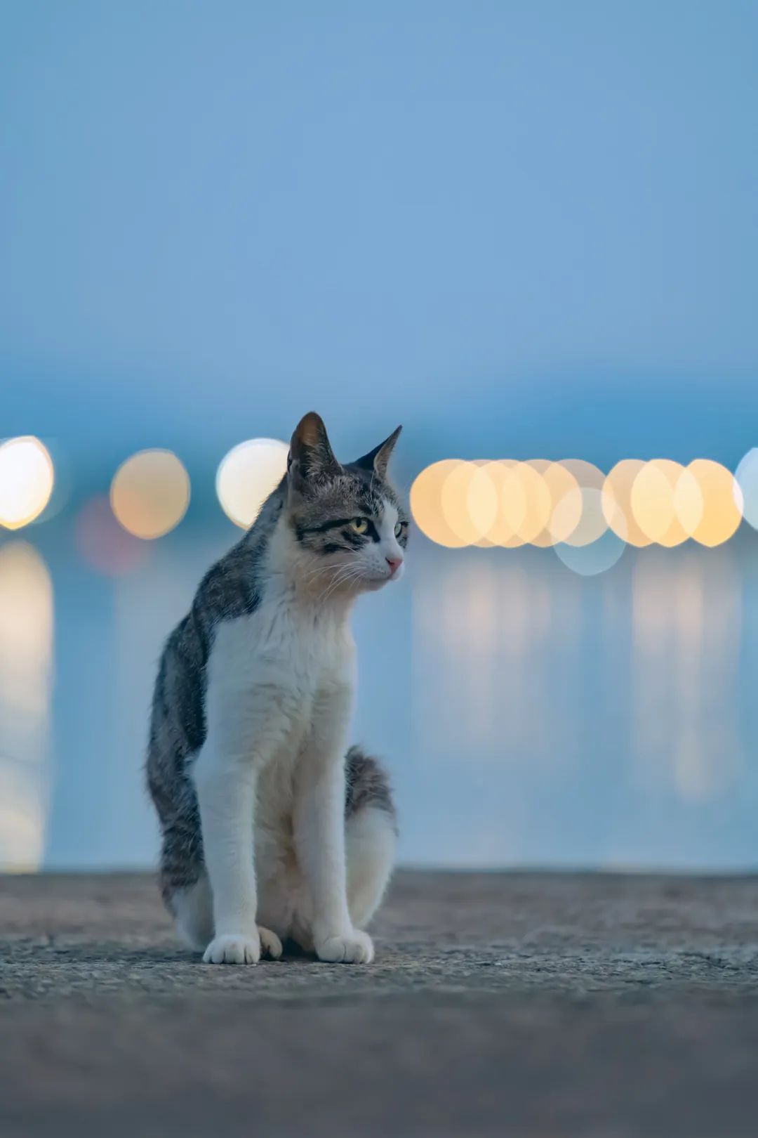 八仙过海各显神通鼠来宝,八仙过海狸猫