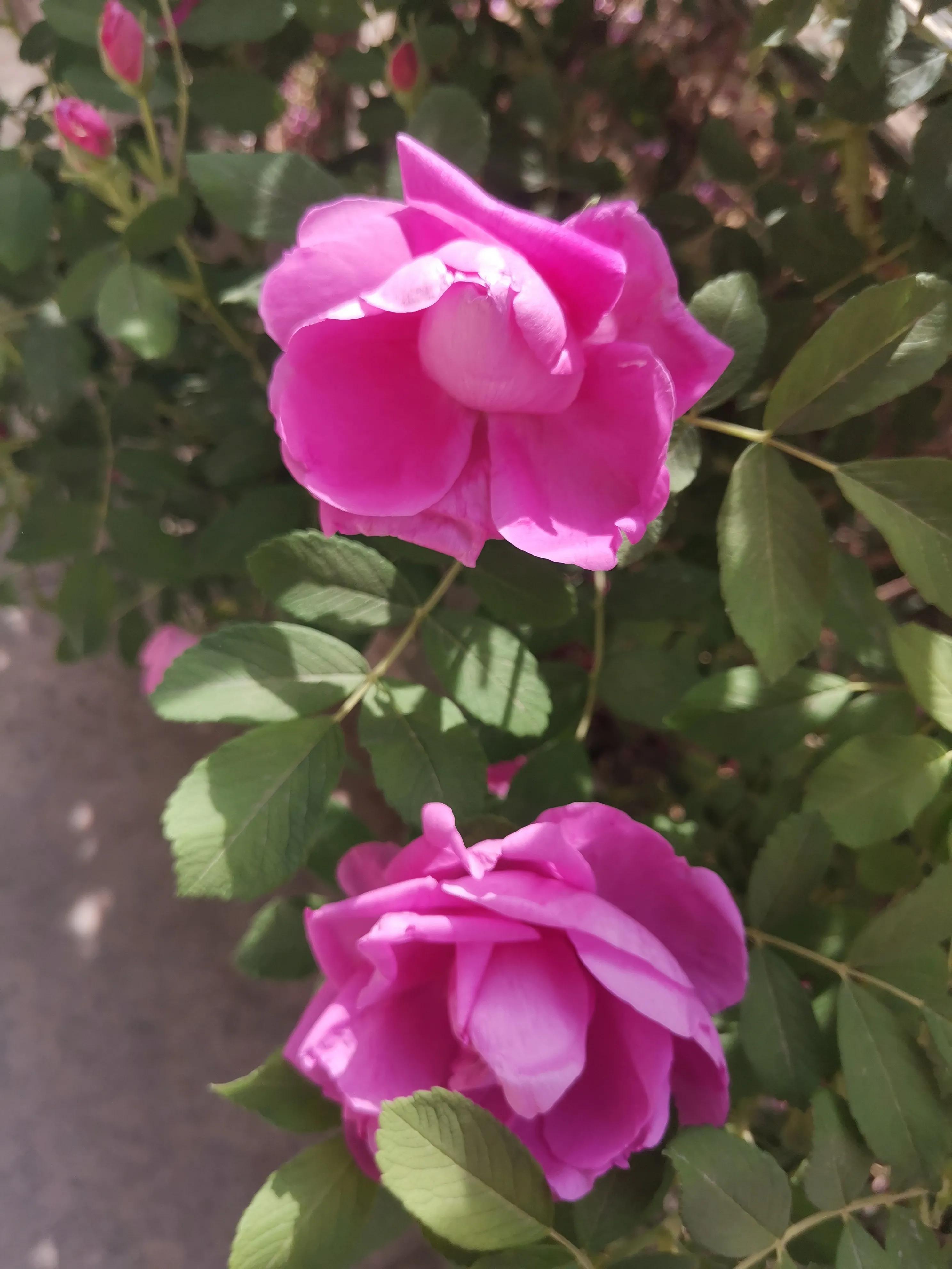 像玫瑰花绽放七律,七律深秋鲜花绽放