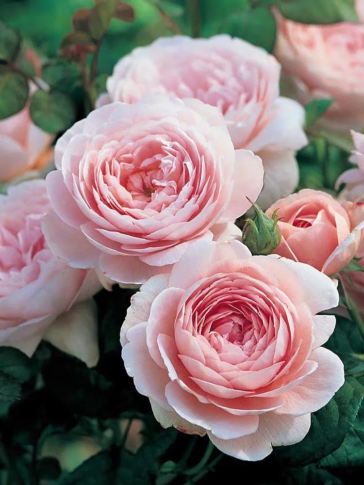 淘宝比较靠谱的月季店铺,靠谱又便宜的月季淘宝店