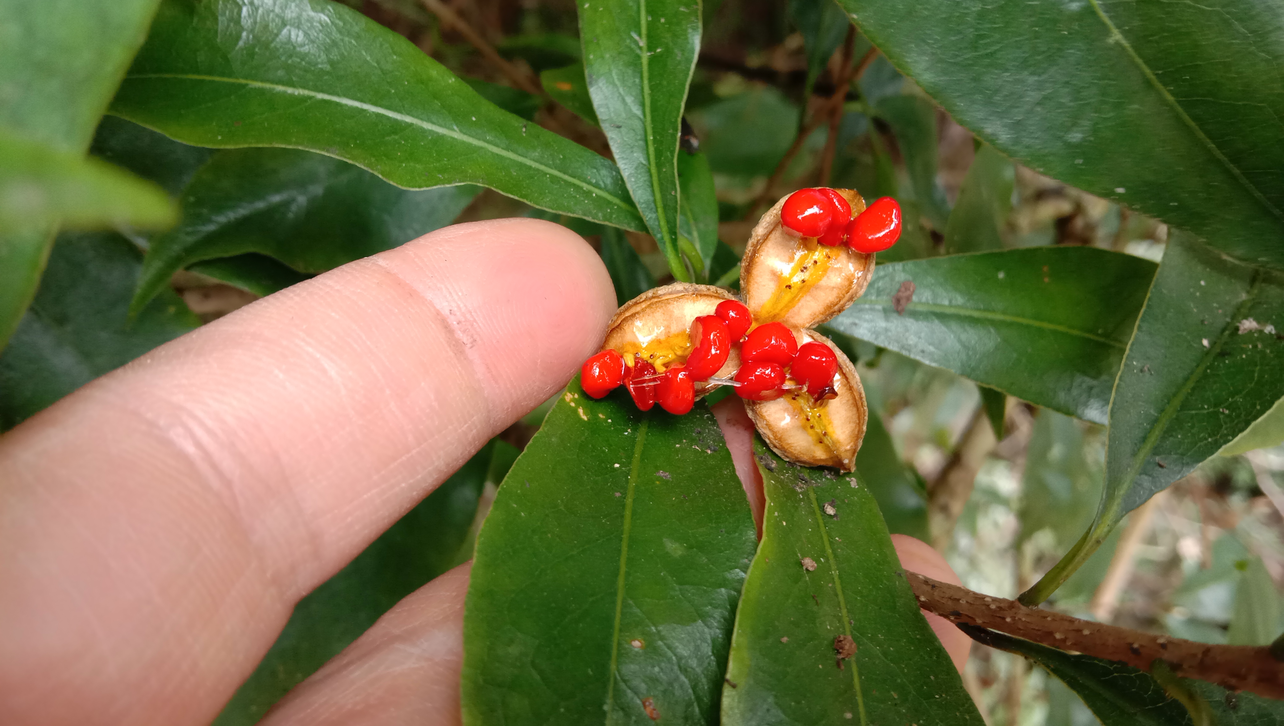 颜值这么高的崖花子没人摘，叶子煮水洗澡，解皮肤痒之痛苦