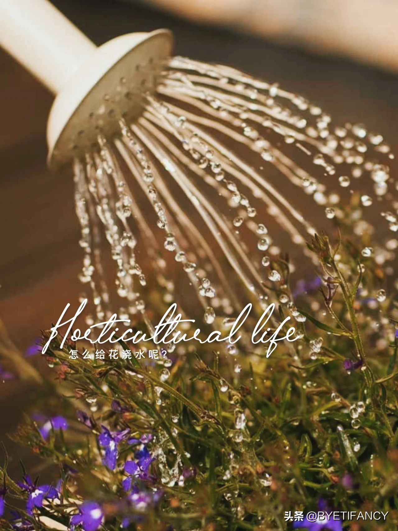 冬季怎样给花浇水,给花浇水的作用