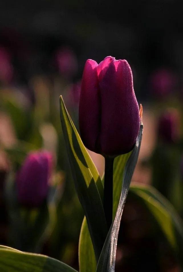 漂亮的郁金香随手一拍都是美景,春天的郁金香花海美得不可方物