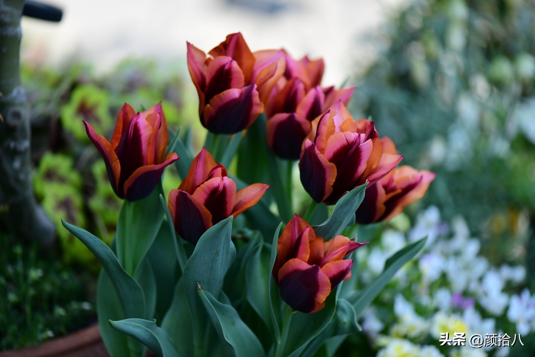 河马花园最耐阴植物,最漂亮的花园里的郁金香