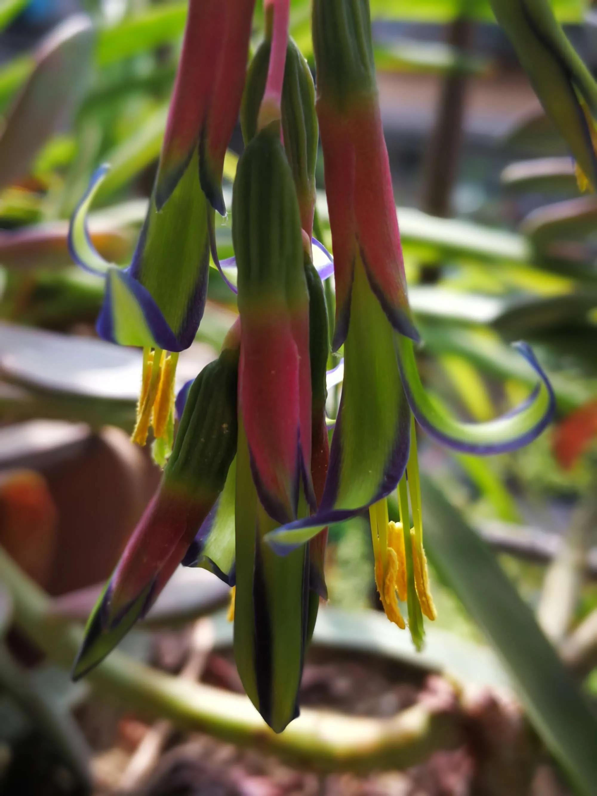 罕见漂亮的鲜花,全球最漂亮的鲜花