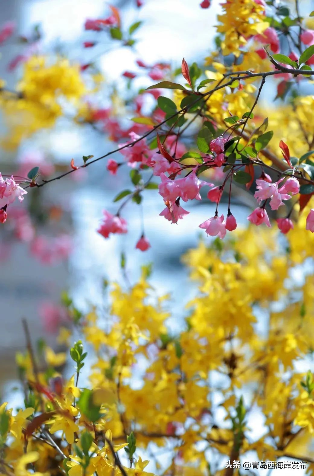 现实版小森林，这些藏在西海岸周边的乡野太治愈