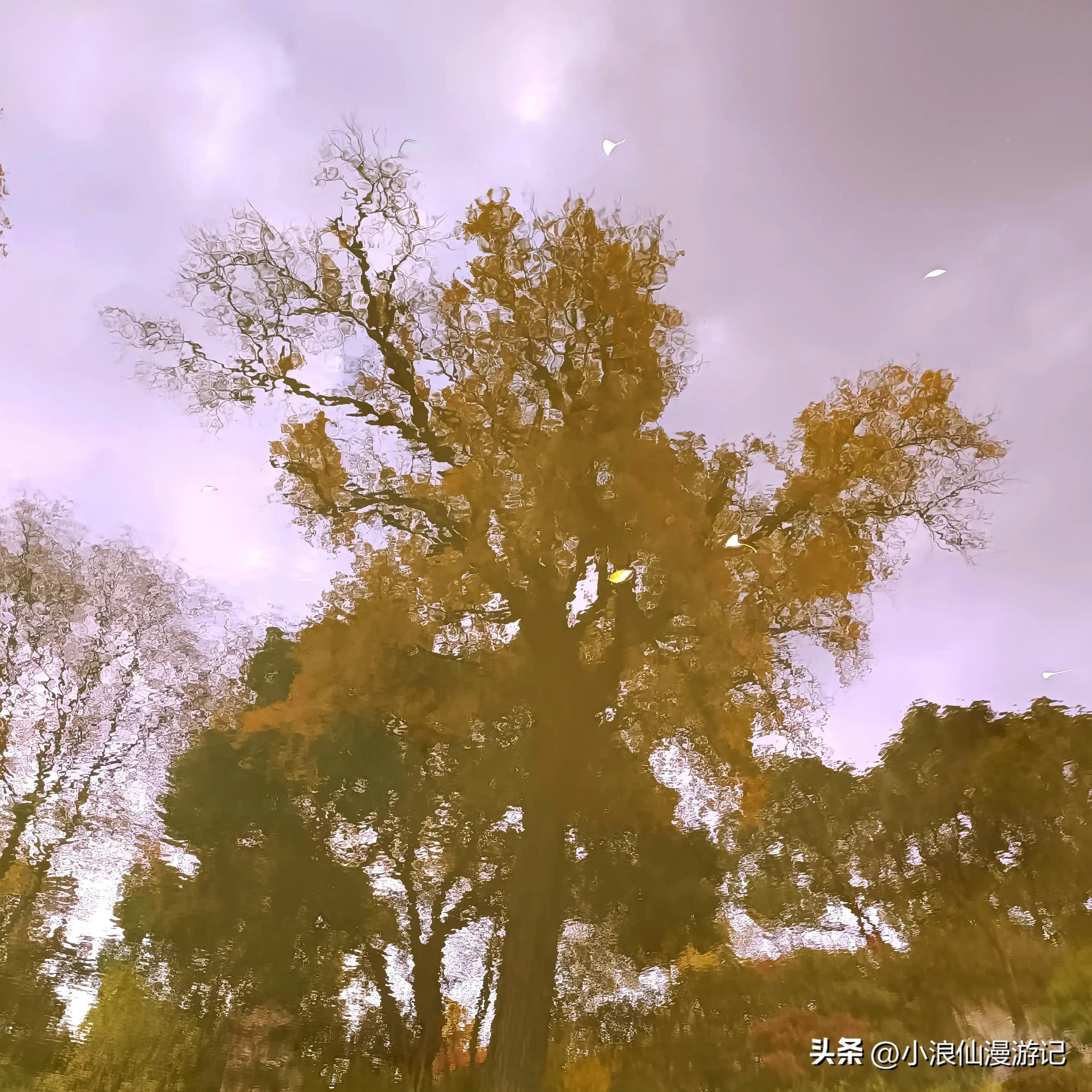 苏州园林拙政园银杏,苏州千年银杏和百年银杏