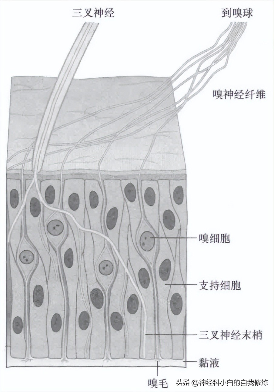 颅神经查体：I嗅神经