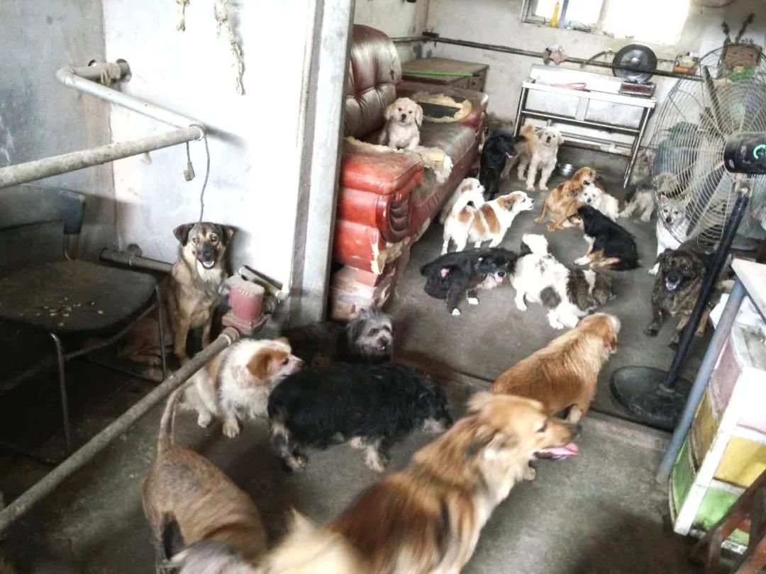 天津母女两代人救狗，500多毛孩子陷入断粮，剁白菜蒸玉米面充饥