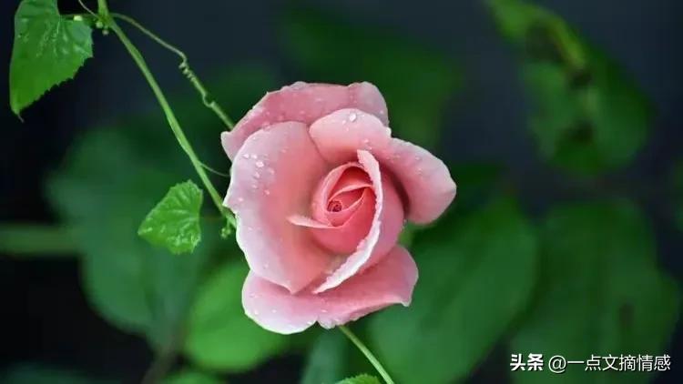 我离婚了！他的爱在游离，我背叛了所有人