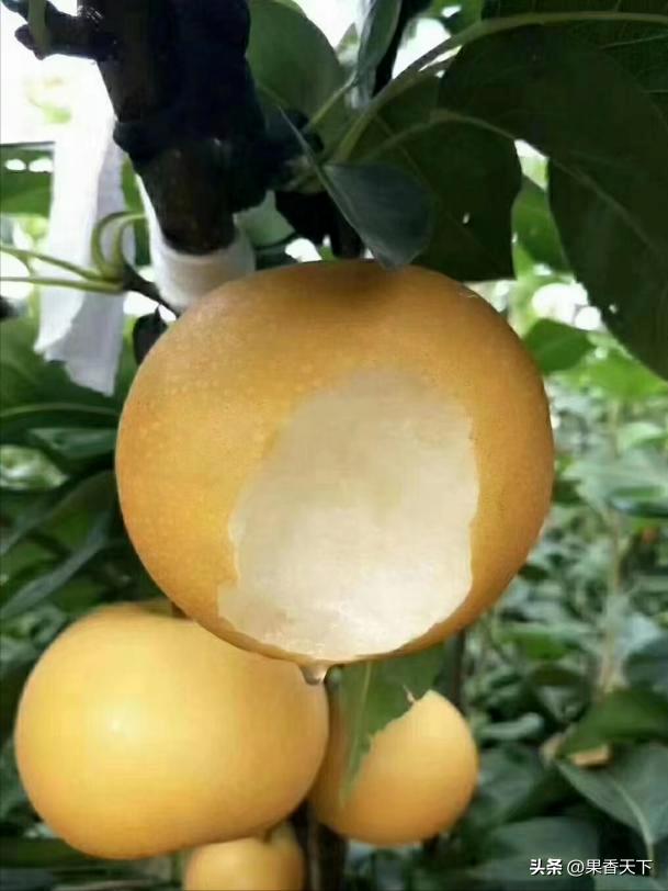 如此“秋月”伤不起