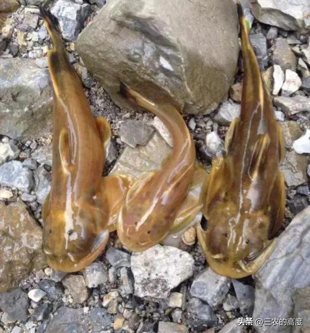 河鲜四大名鱼,最顶级的河鲜鱼