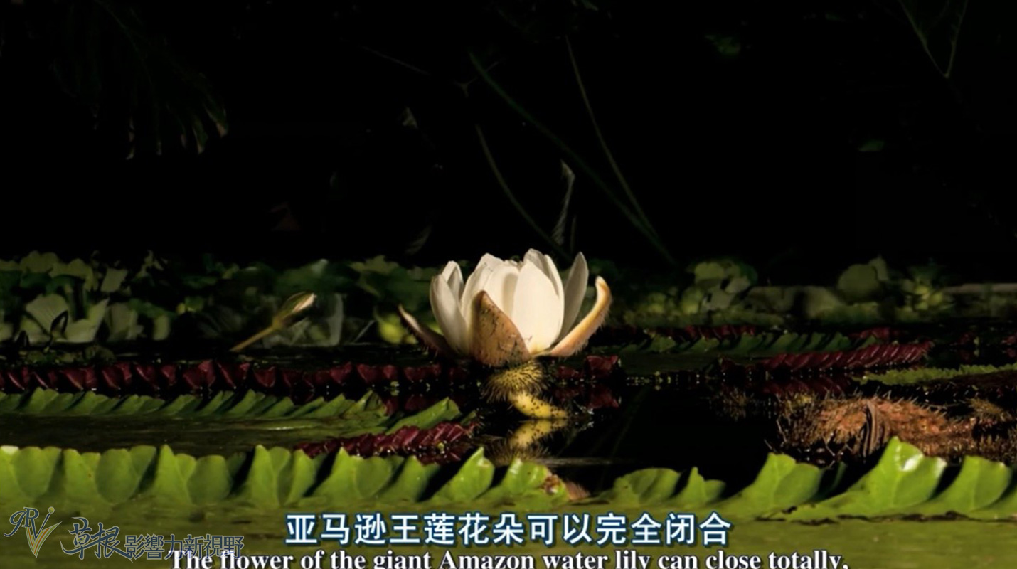 植物比动物厉害,动植物的繁衍方式