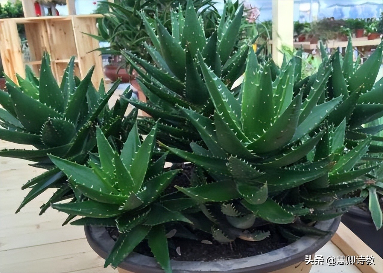 满分作文我的植物朋友三年级,满分作文我的植物朋友300字