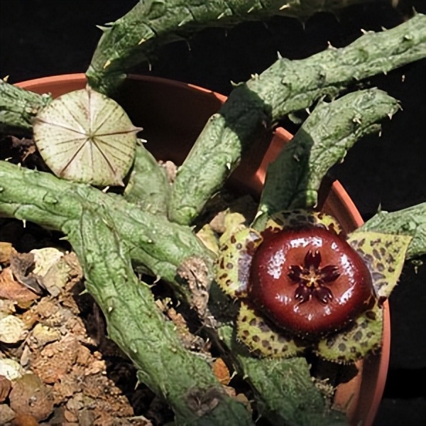 102个大类近500个多肉植物图片，都极其美丽，建议在家中也养一盆