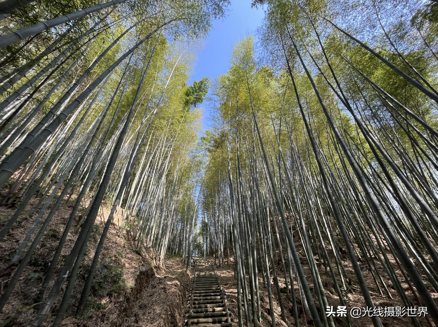永川茶山竹海今年国庆免门票吗,2022国庆节永川茶山竹海攻略