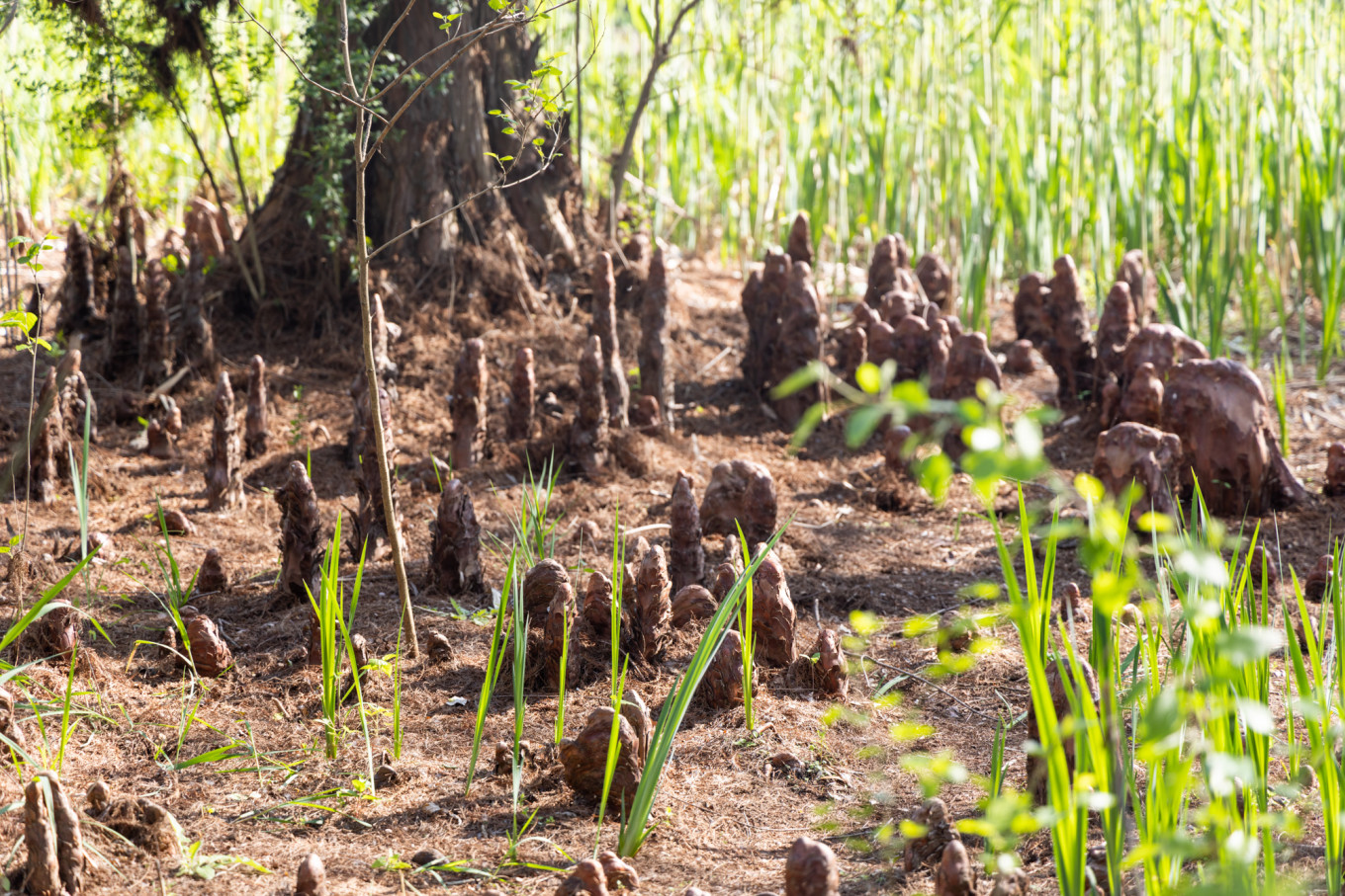 春日下江南杭州,春日下江南古镇