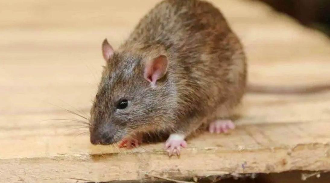 家里老鼠太多别着急，学会这个土方法，来一只灭一只，安全还有效