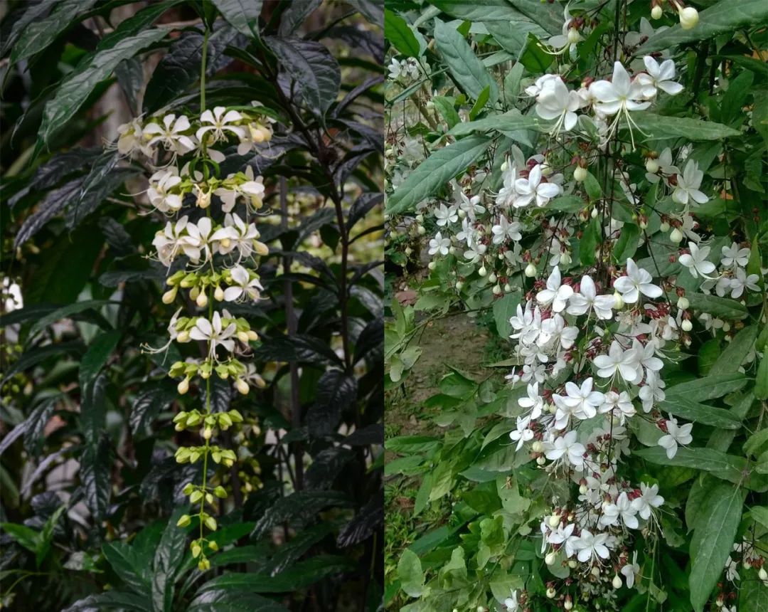 垂丝茉莉红萼与绿萼区别,垂丝茉莉和哪种花相似