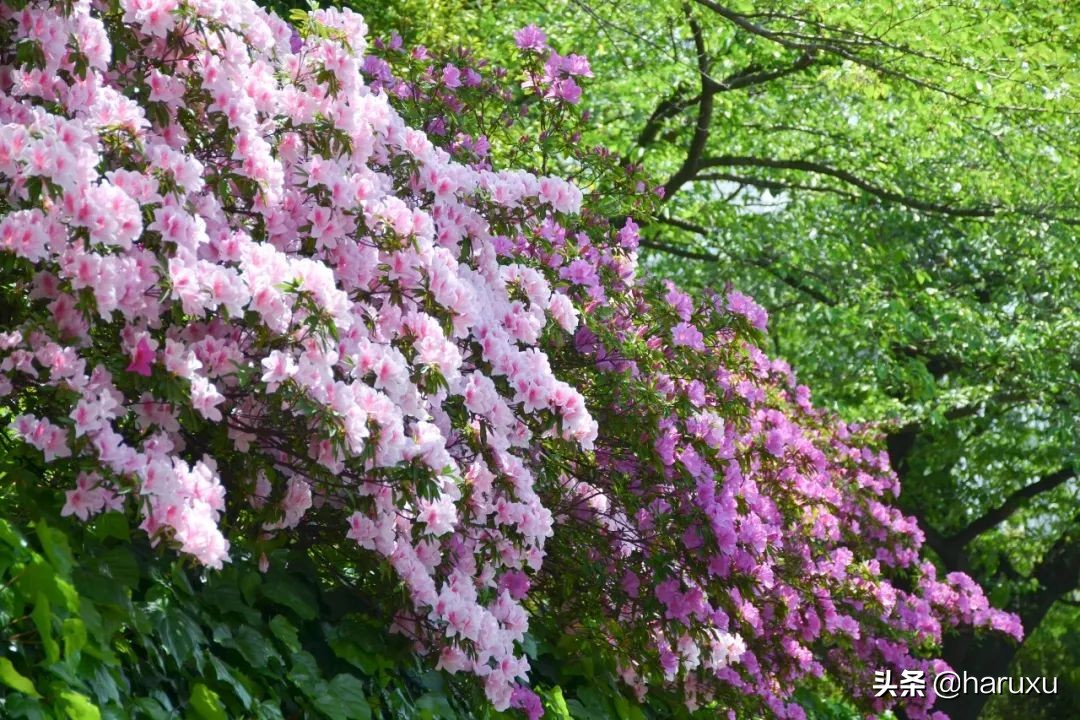 日本最不文明城市,日本最有古韵的城市