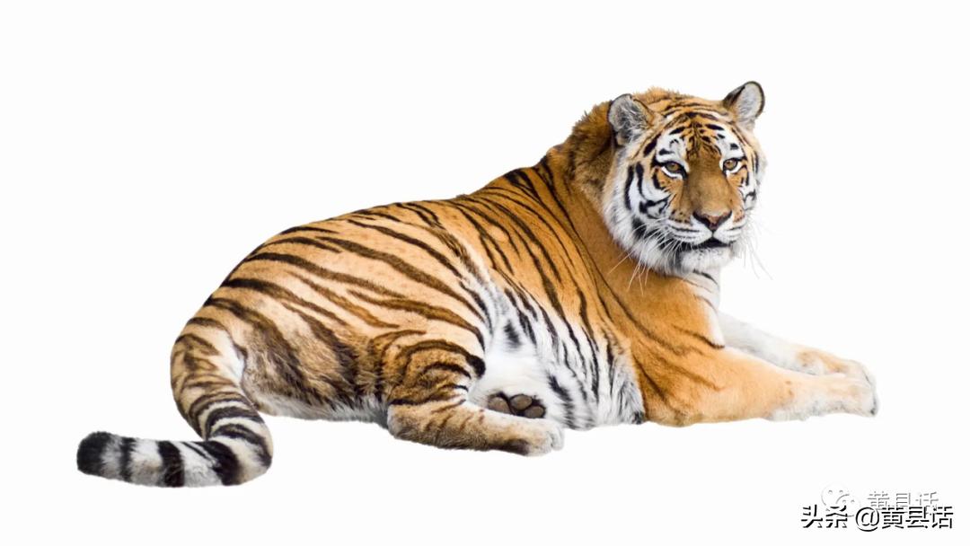 懒虫被人骂,懒虫是骂人还是夸人