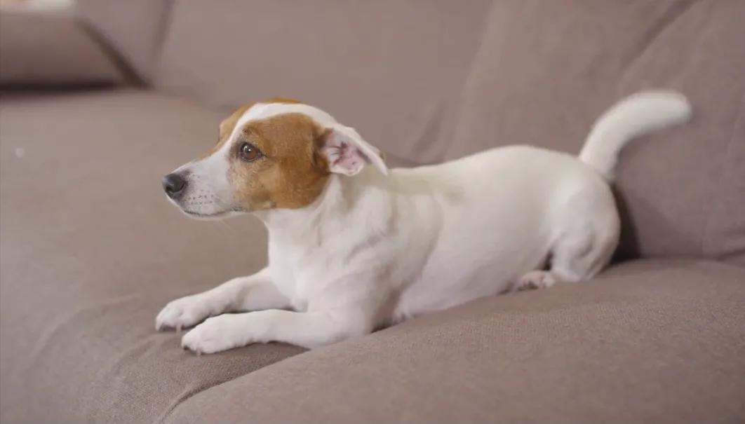 适合在楼上养的狗,楼上养着大狗有脚步声