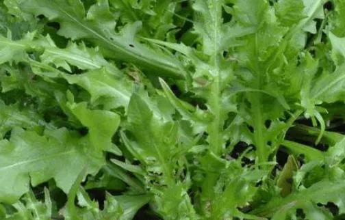 荠菜是一种野菜,荠菜又叫什么菜它的功效