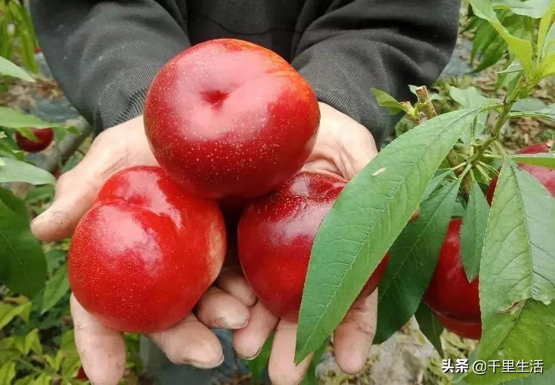 现摘正宗山东蒙阴脆甜黄油桃,山东蒙阴蜜桃之乡的桃子上市啦