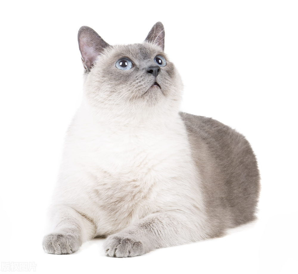 世界猫咪排行榜,世界猫咪品种有哪些