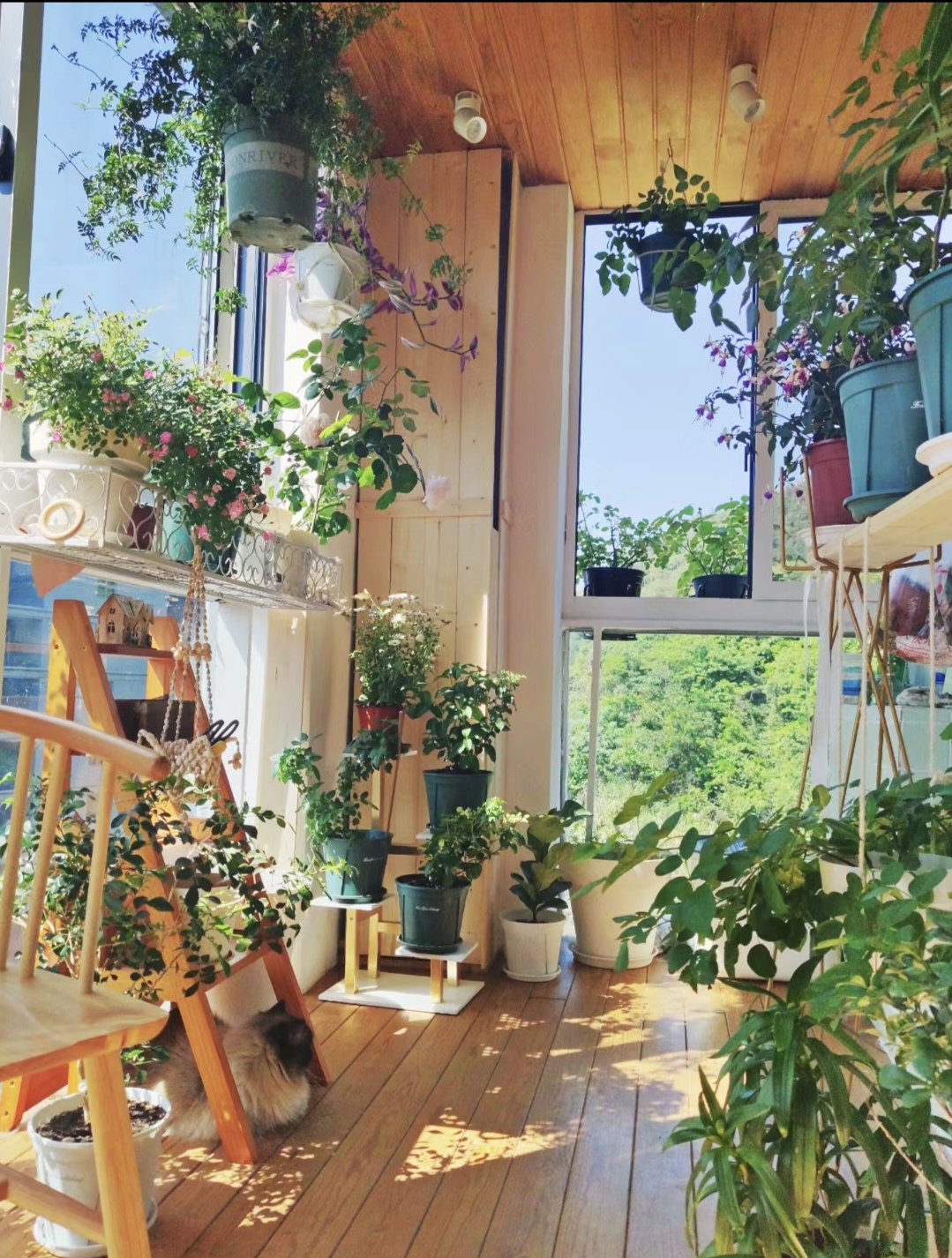 新手养花在店里买好还是网上买好,新手养花入门花种网购