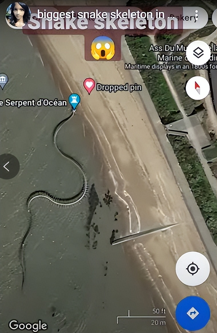 泰坦蟒是不是泰坦巨蛇,纪录片巨蛇之谜泰坦蟒