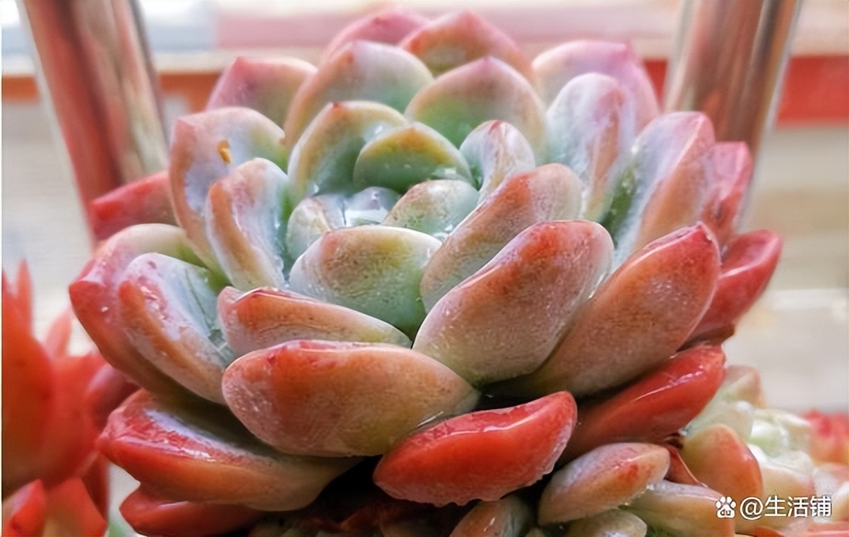 多肉徒长了怎么办?3个方案来“挽救”,轻松爆崽,养成老桩