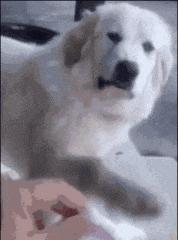 误发给女房东的微信,给老婆发短信误发给了女房东